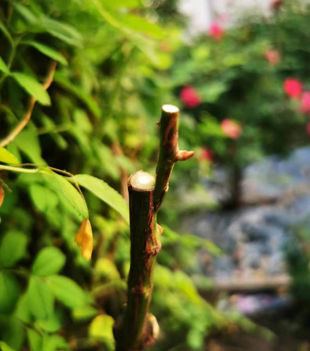 2024-05-16T06:30:51.png