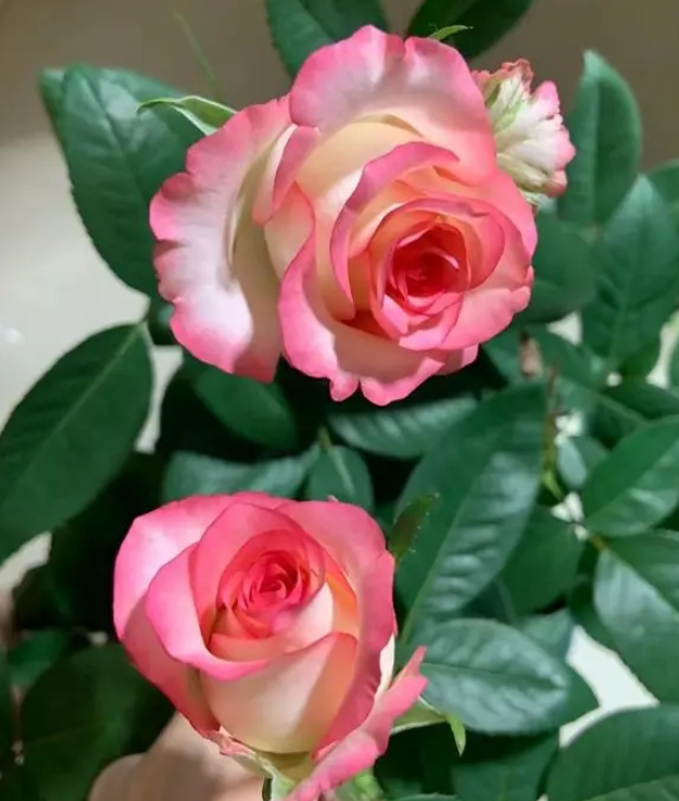 2024-05-16T07:13:05.png